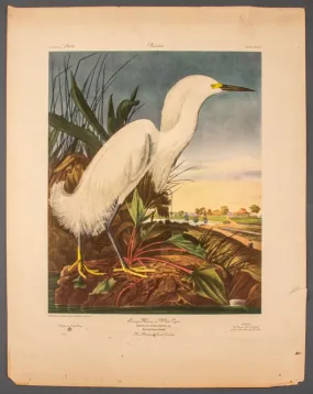 After James Audubon "Snowy Heron" Print