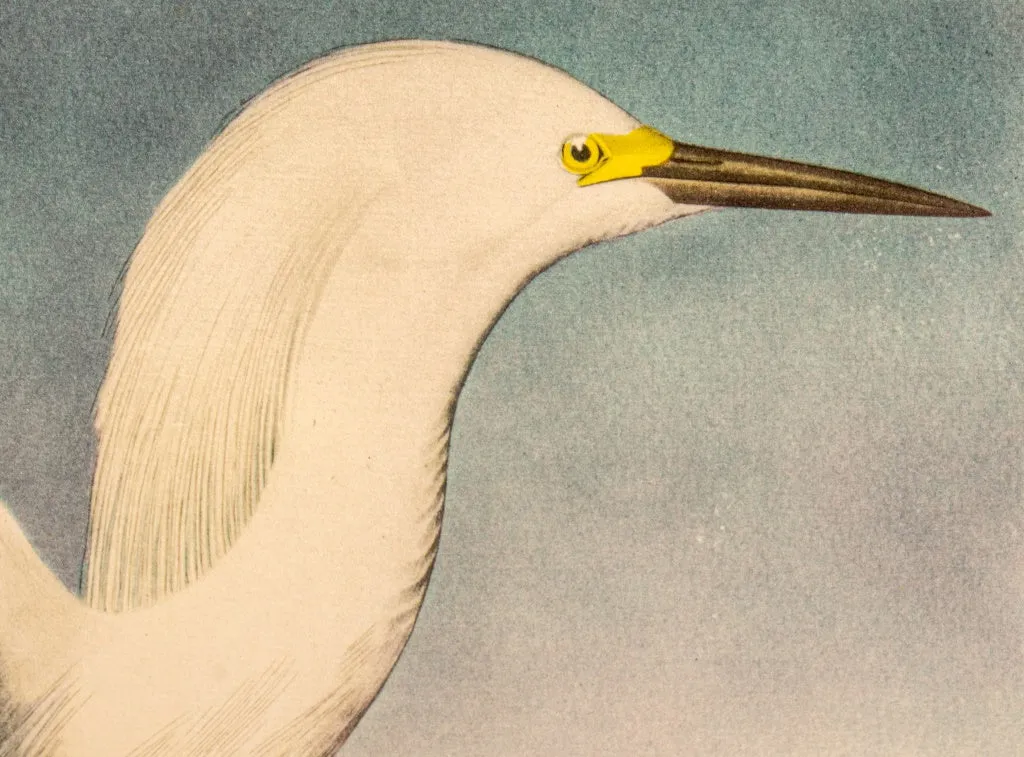 After James Audubon "Snowy Heron" Print