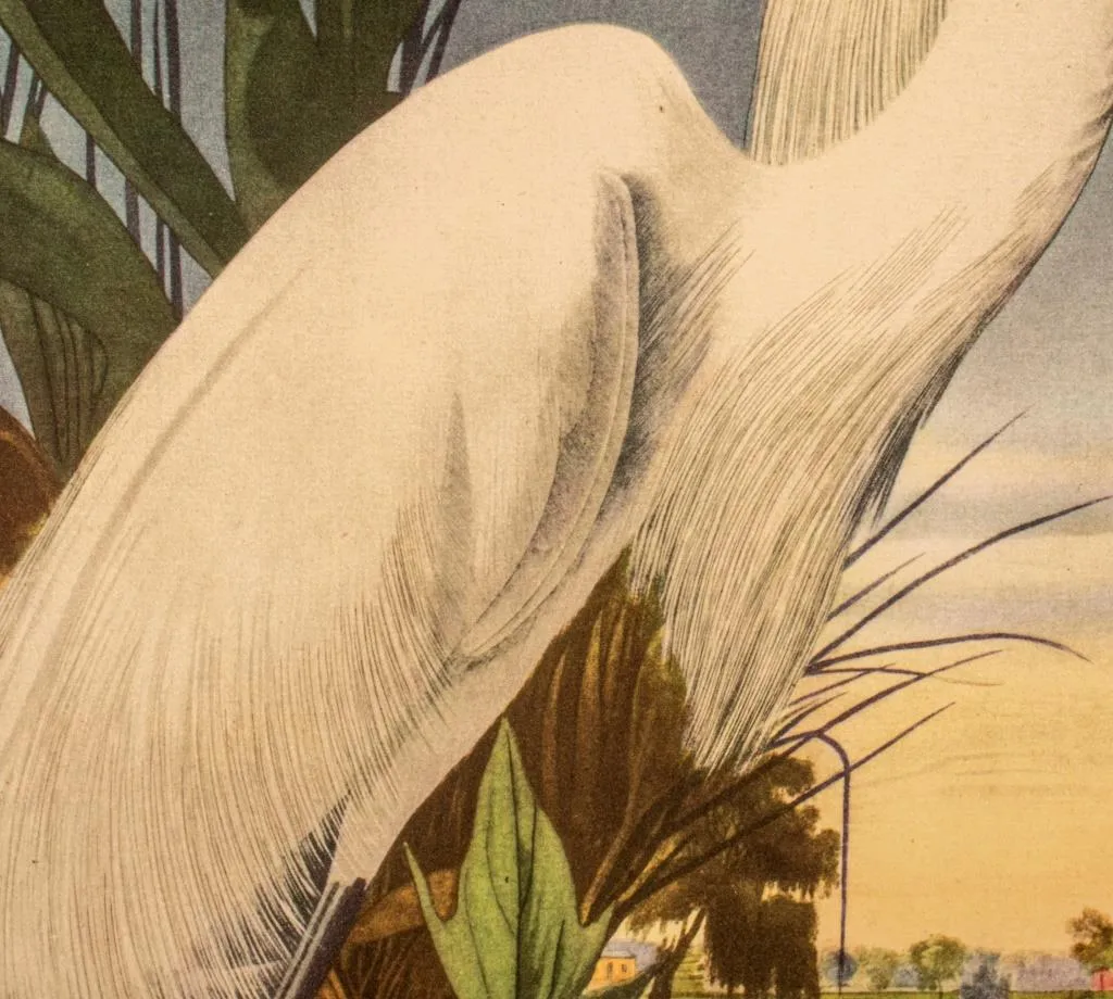 After James Audubon "Snowy Heron" Print