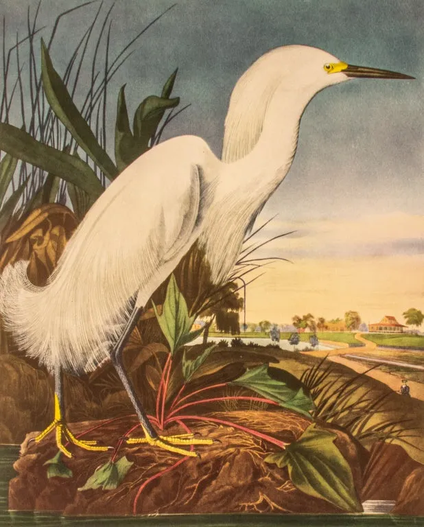 After James Audubon "Snowy Heron" Print